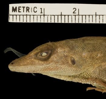 Media type: image;   Herpetology R-81664 Aspect: head lateral